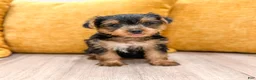 Yorkshire Terrier dogs for sale: Luna - Ad 7