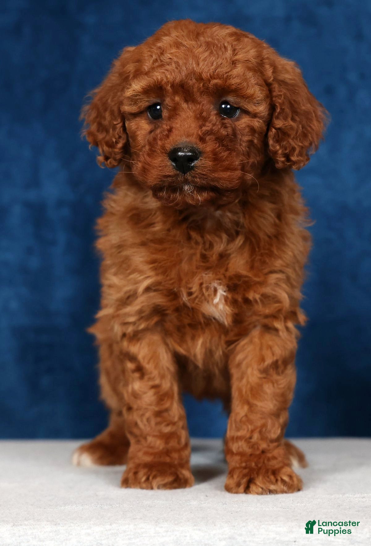 Mini Goldendoodle dogs Scarlett - Ad 2