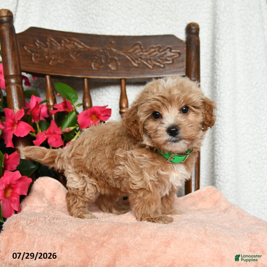 Maltipoo dogs Scott - Ad 2