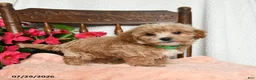 Maltipoo dogs for sale: Scott - Ad 2