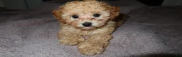 Toy Poodle dogs for sale: Toy Poodle Puppy 1 - Ad 5
