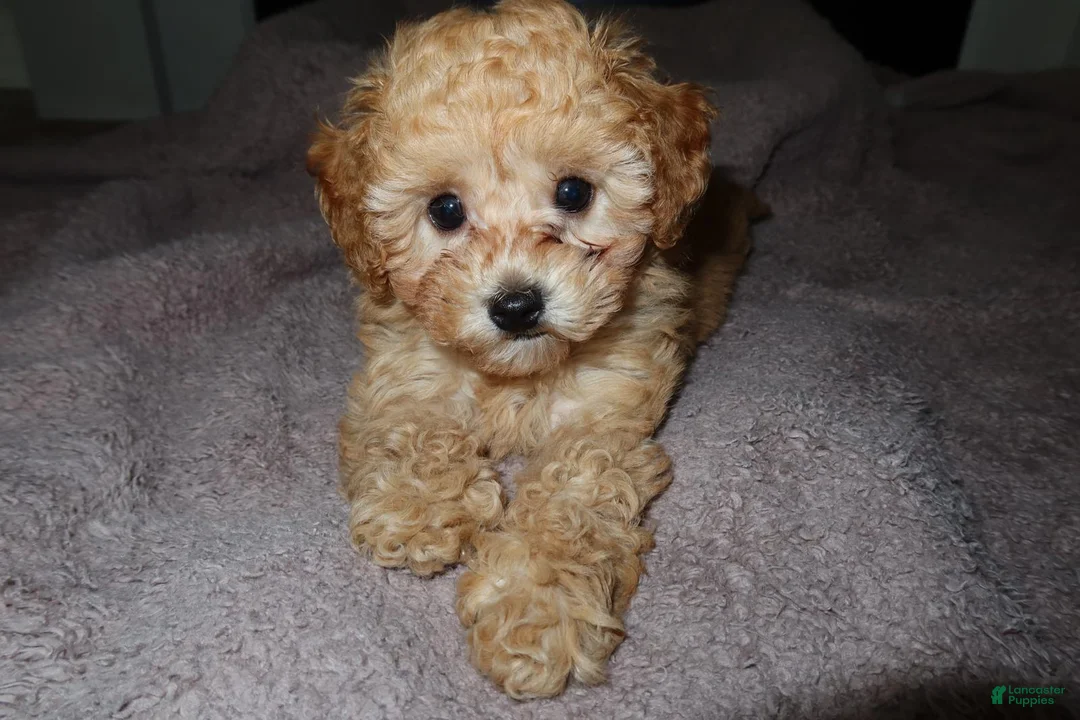 Toy Poodle dogs for sale: Toy Poodle Puppy 1 - Ad 5