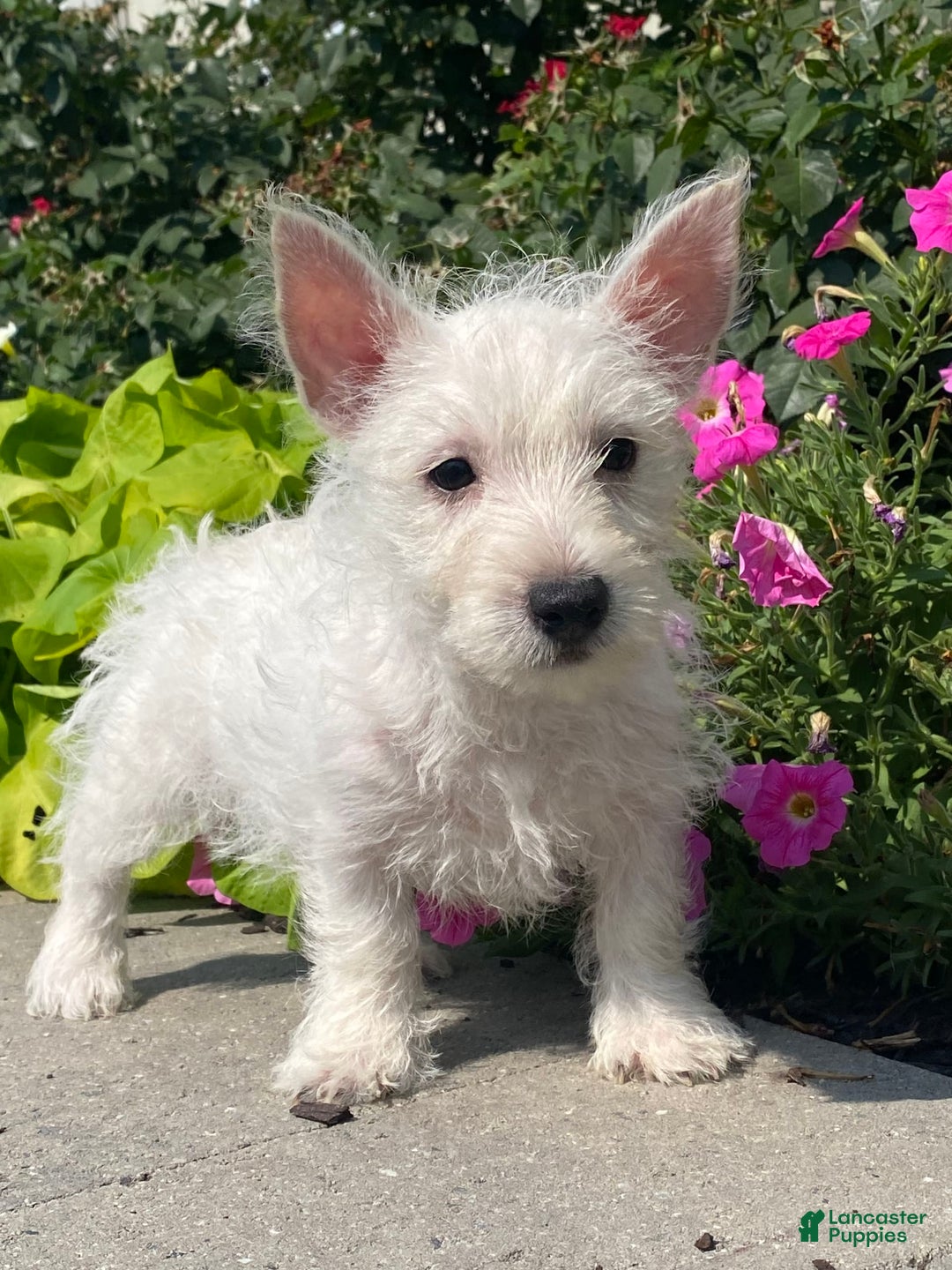 West Highland Terrier dogs for sale: Wanda - Ad 1