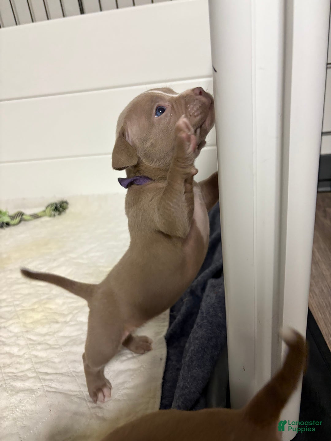 American Bully dogs for sale: Poe - Ad 4