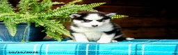 Pomsky dogs for sale: Regina - Ad 6