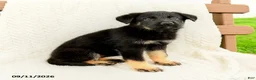German Shepherd dogs for sale: Britta  - Ad 4