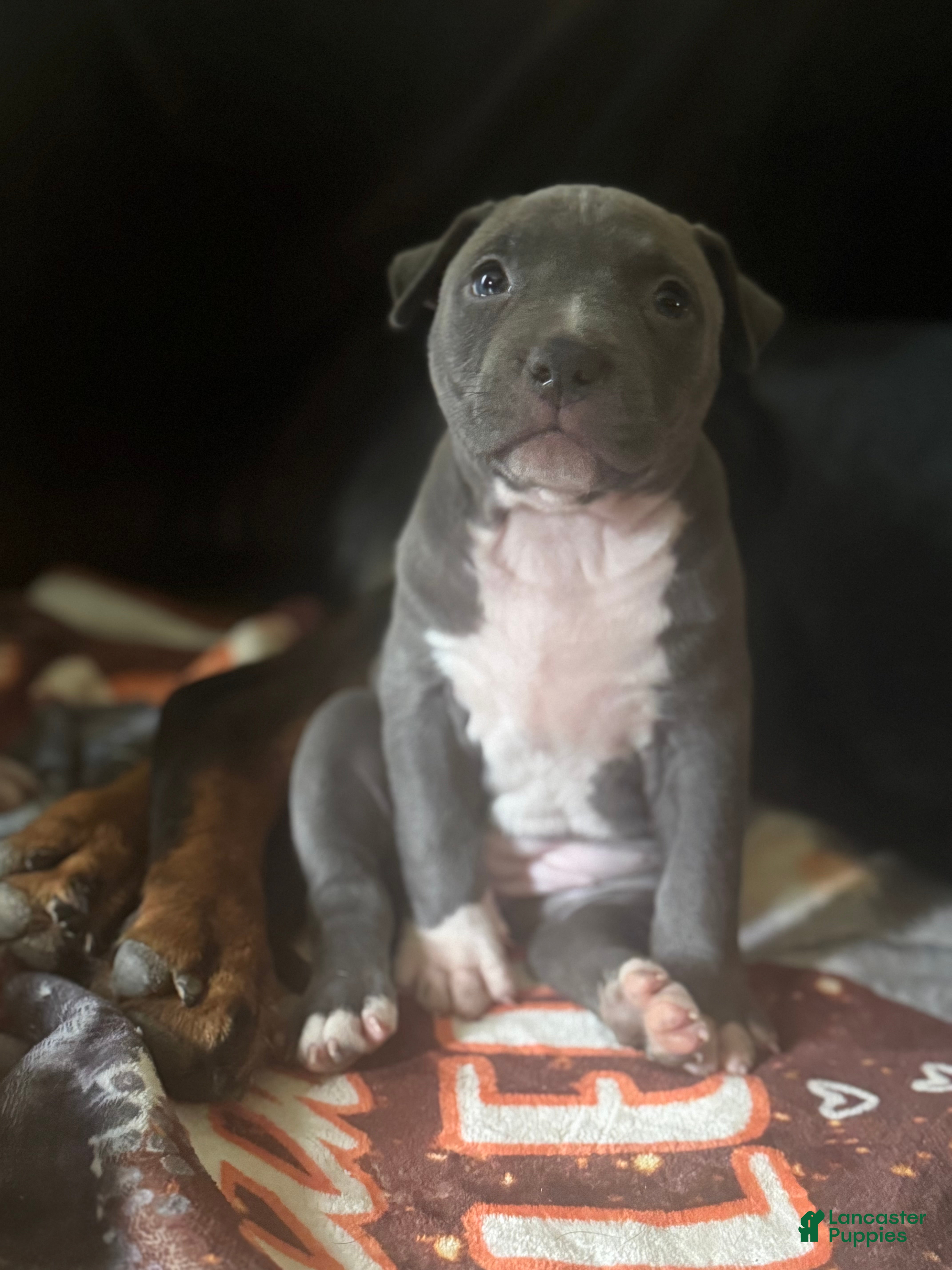 Mixed Breed dogs Lucyy - Ad 2