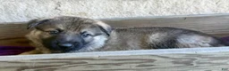 German Shepherd dogs for sale: Miles - Ad 14