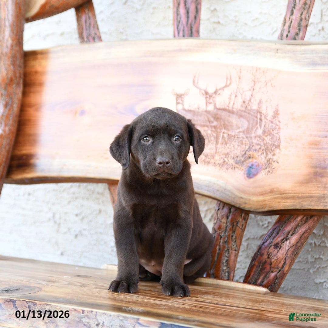 Labrador Retriever dogs for sale: Zephyr - Ad 2