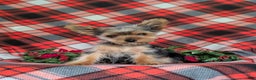 Yorkshire Terrier dogs for sale: Quaid Teacup - Ad 7