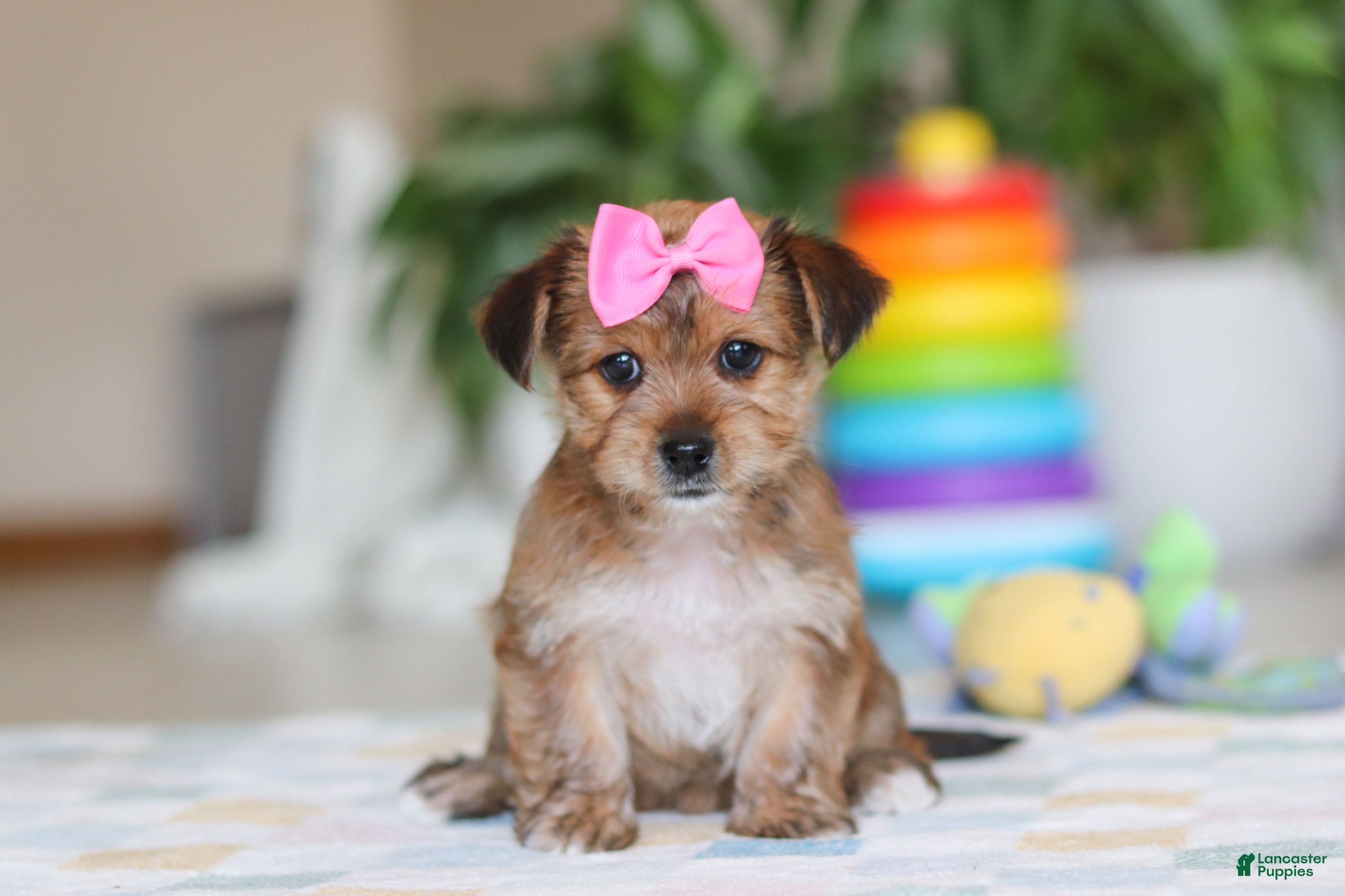 Morkie dogs Karis - Ad 1