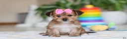 Morkie dogs for sale: Karis - Ad 1