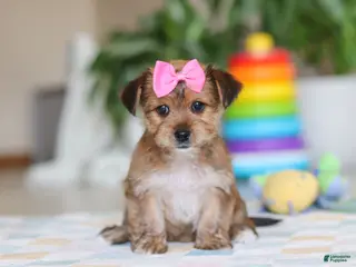 Morkie dogs for sale: Karis - Ad 1