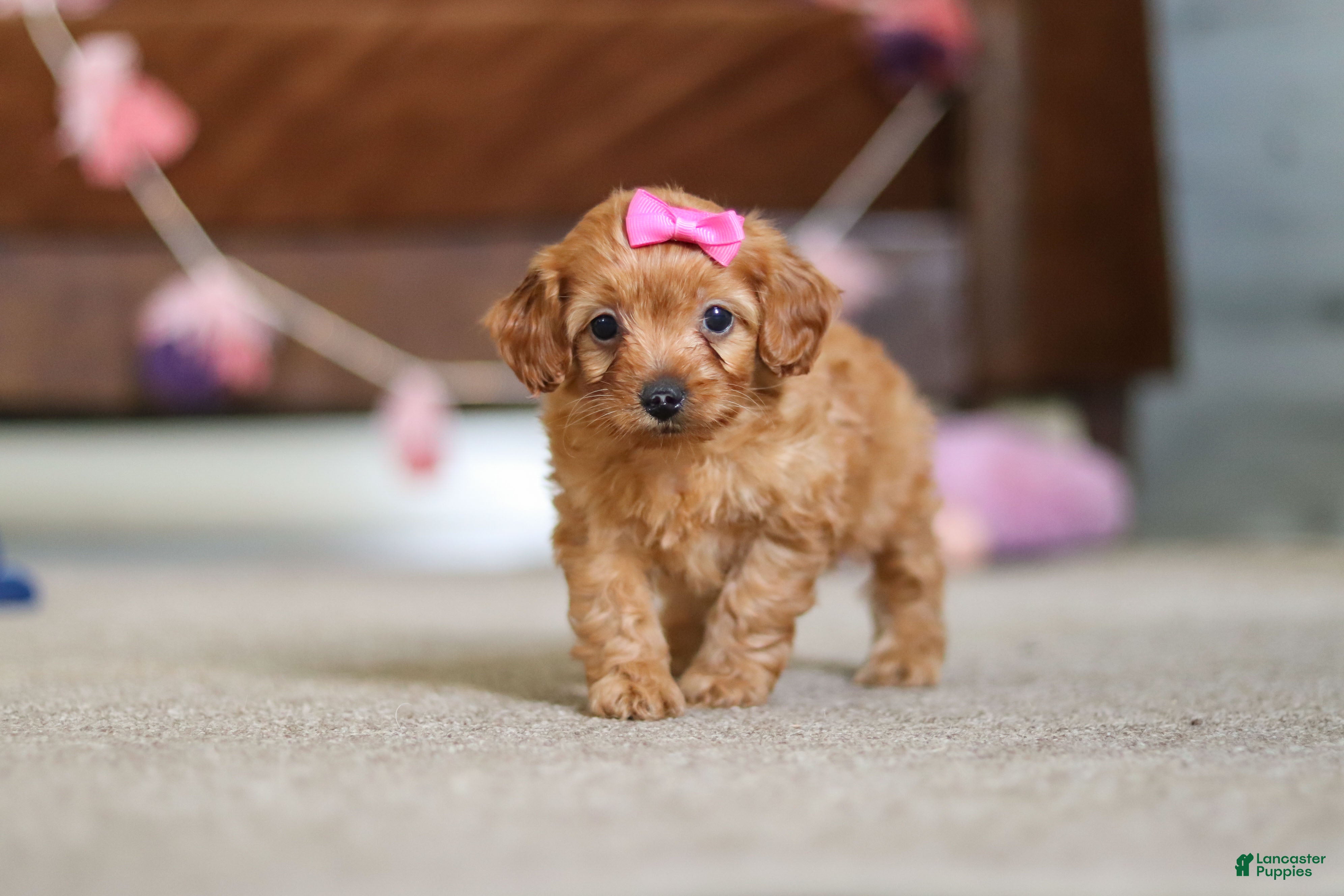 Cavapoo dogs Alexa - Ad 2