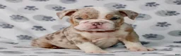 English Bulldog dogs for sale: Lucy - Ad 4