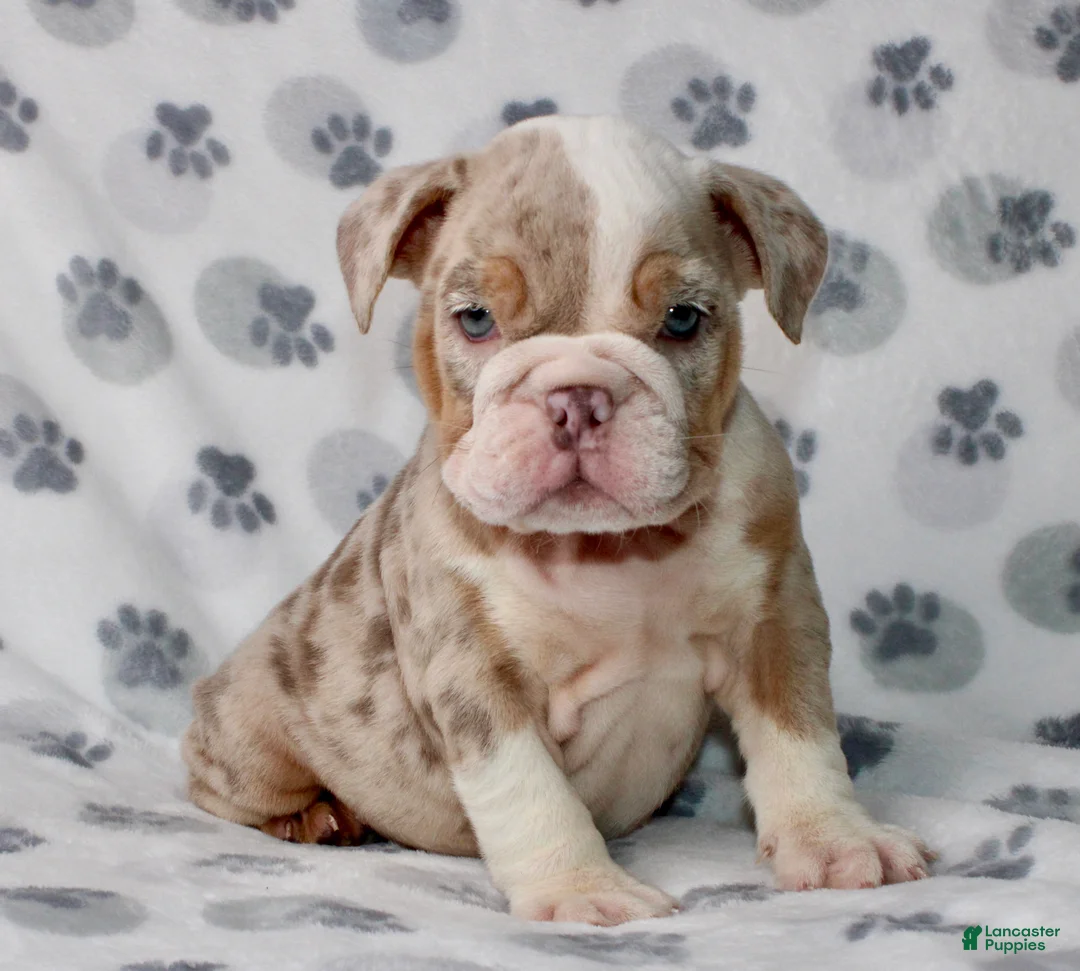 English Bulldog dogs for sale: Lucy - Ad 4