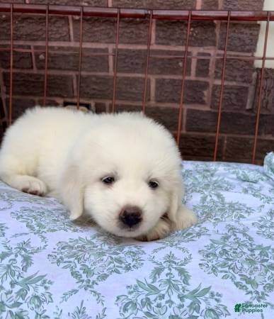 Great Pyrenees dogs Great Pyrenees 3 - Ad 1