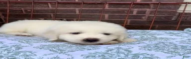 Great Pyrenees 3
