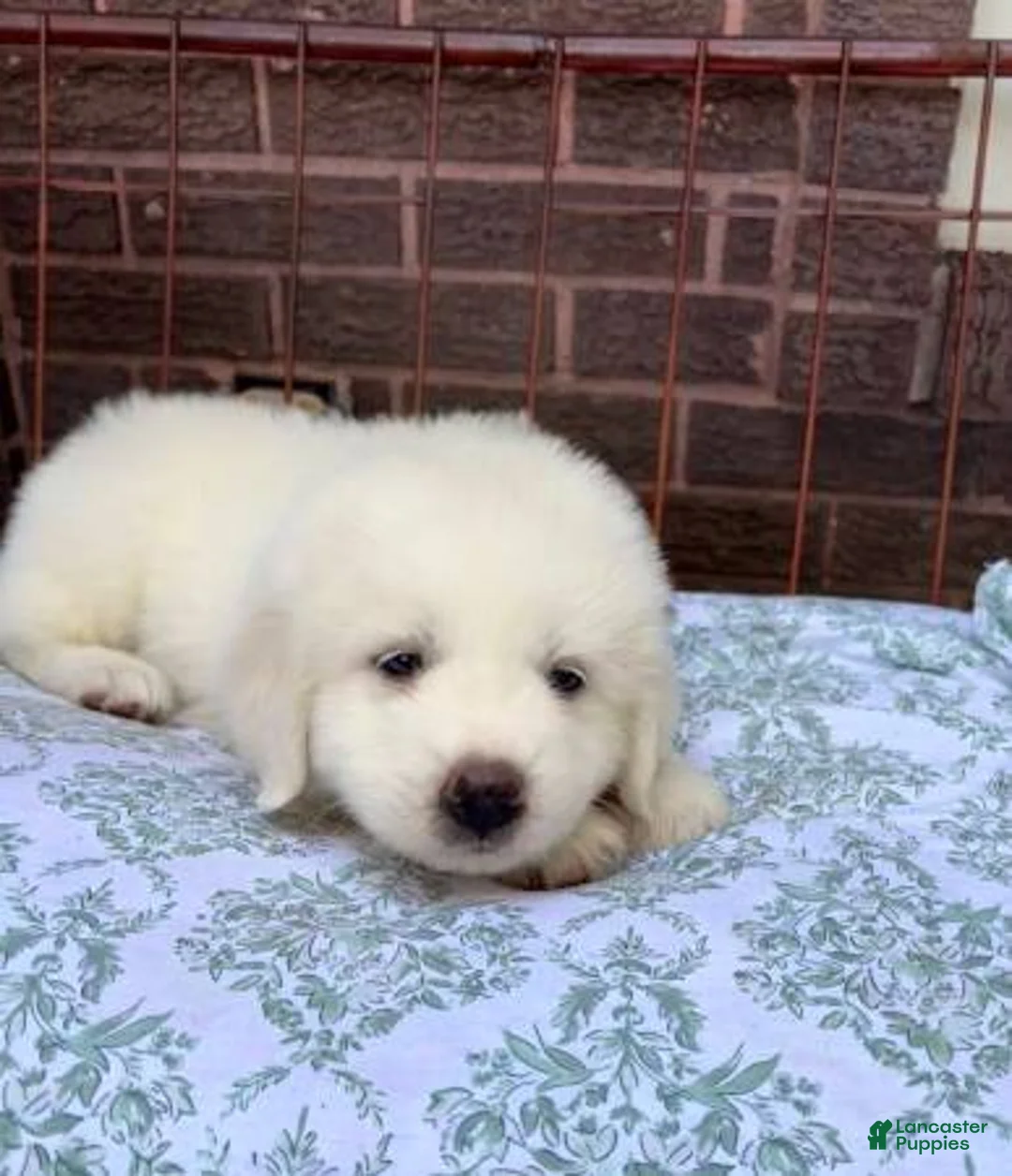 Great Pyrenees dogs for sale: Great Pyrenees 3 - Ad 1