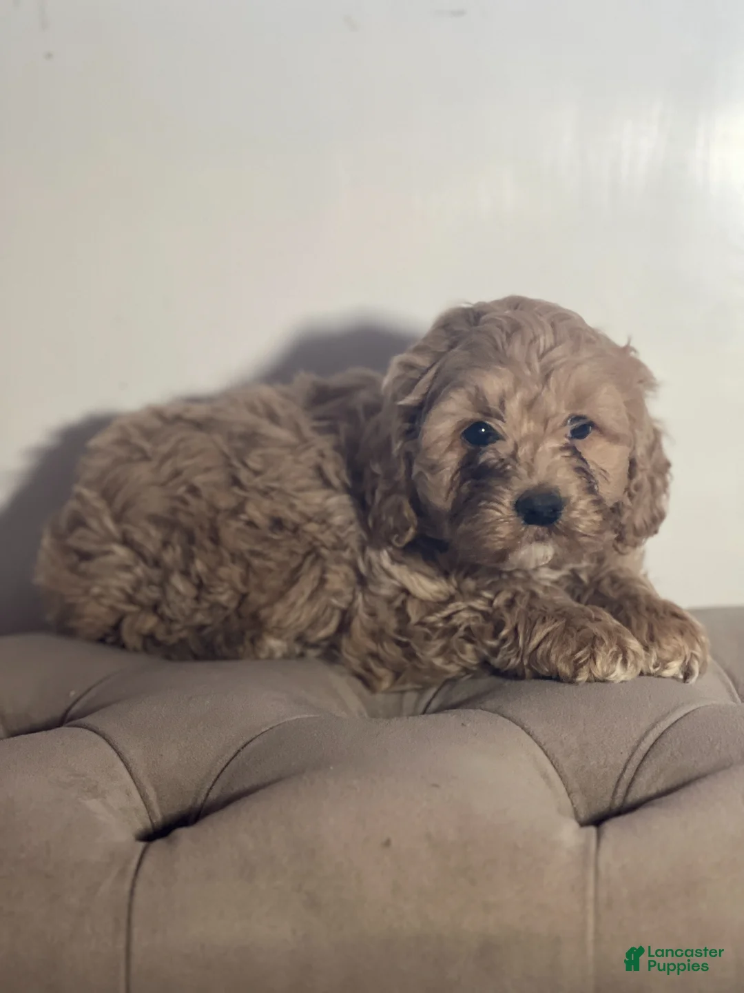 Cockapoo dogs for sale: Dora - Ad 2