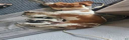 Basset Hound dogs for sale: Basset Hound 1 - Ad 3