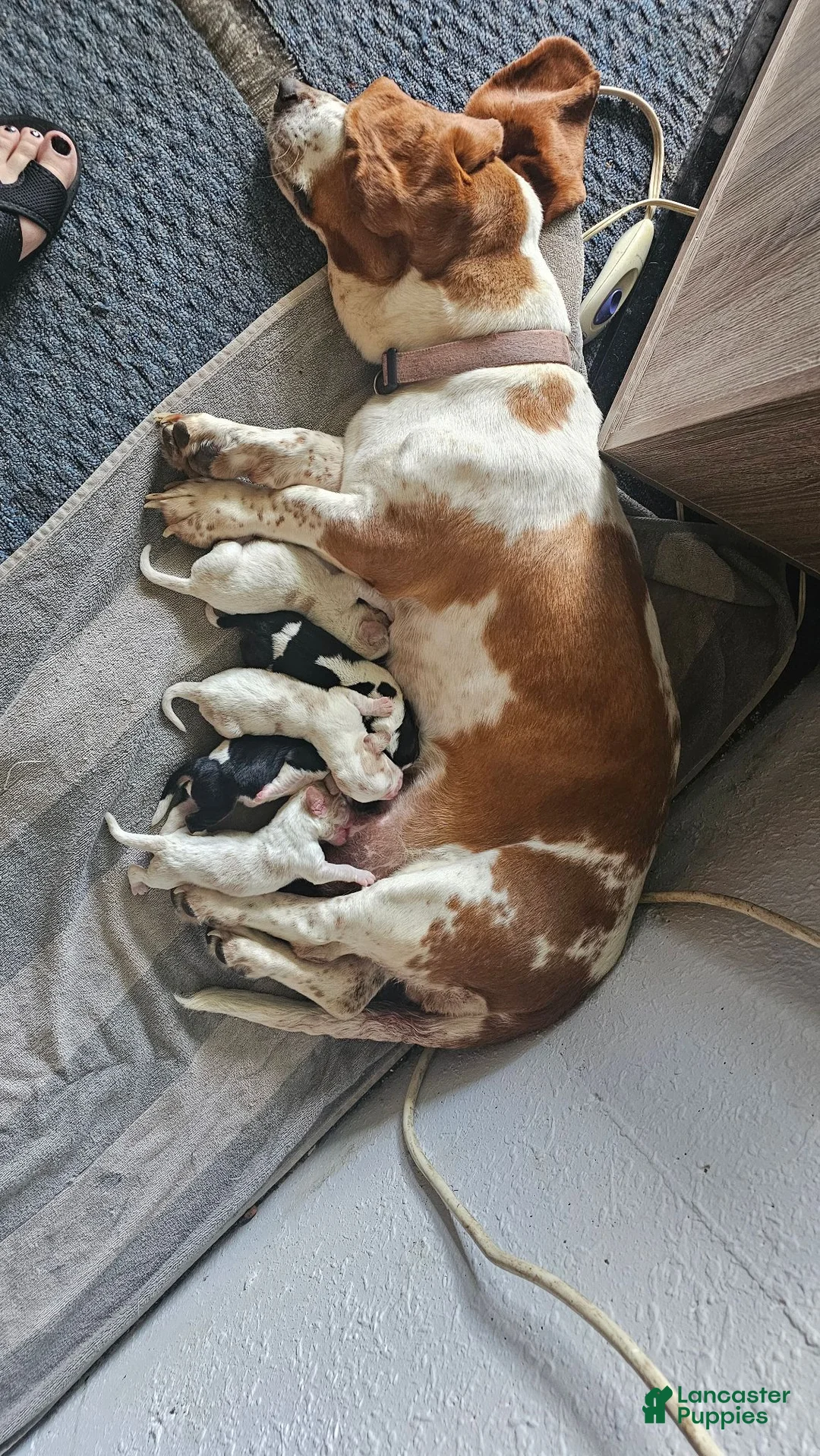 Basset Hound dogs for sale: Basset Hound 1 - Ad 3