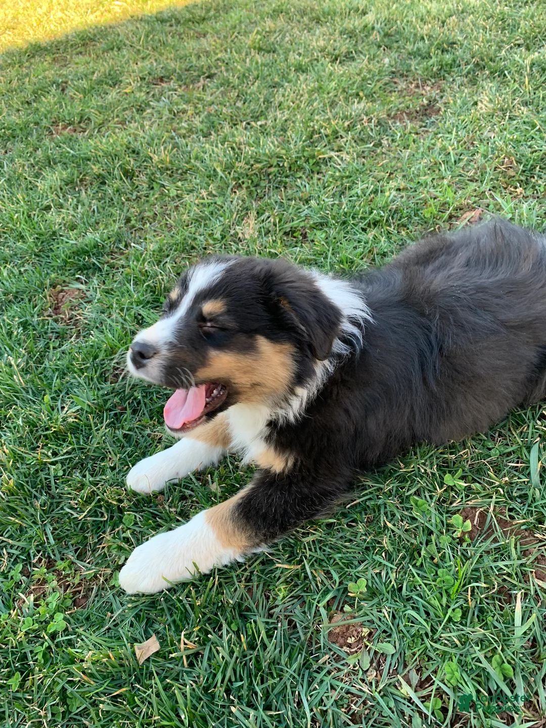 Australian Shepherd dogs for sale: Tara - Ad 2