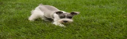 Miniature Schnauzer dogs for sale: Quinn Miniature Schnauzer  - Ad 11