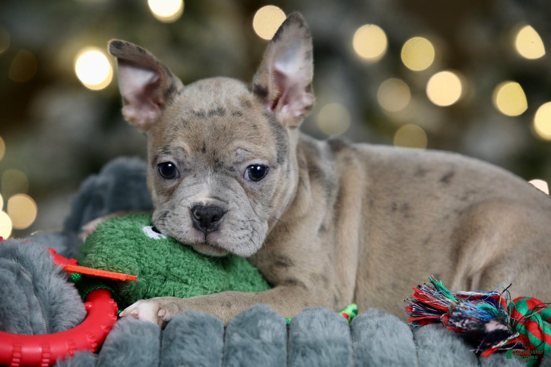 Frenchton dogs for sale: Bean - Ad 6