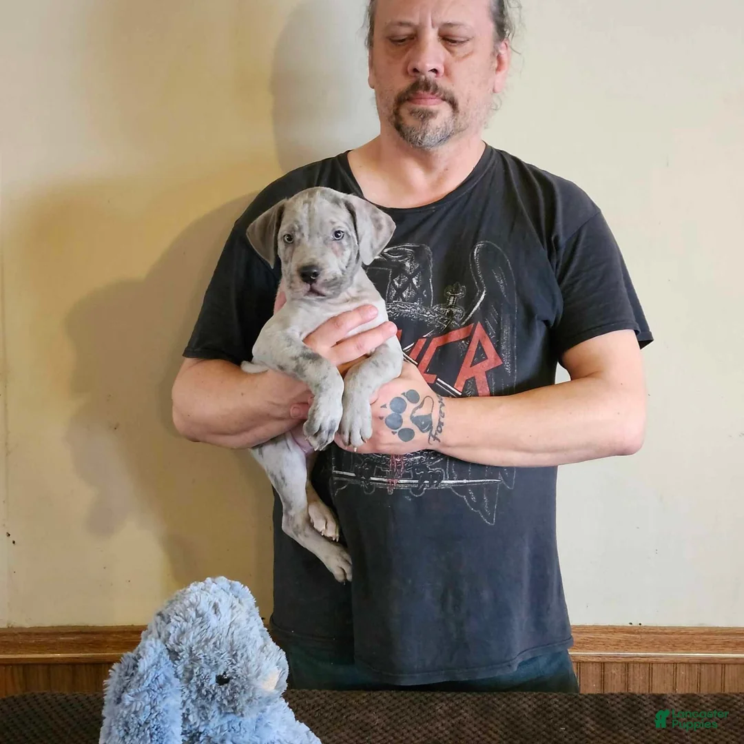 Gallery Image {{count}}