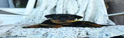 Rottweiler dogs for sale: Roman - Ad 3