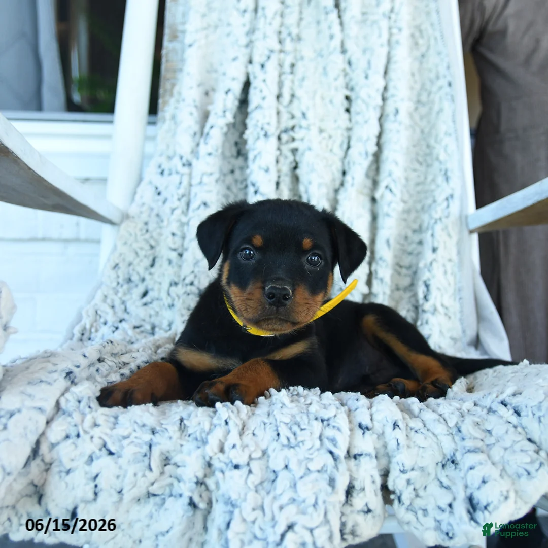 Rottweiler dogs for sale: Roman - Ad 3