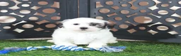Teddy Bear dogs for sale: Captain Jack Daring Male Teddy Bear Puppy - Ad 5