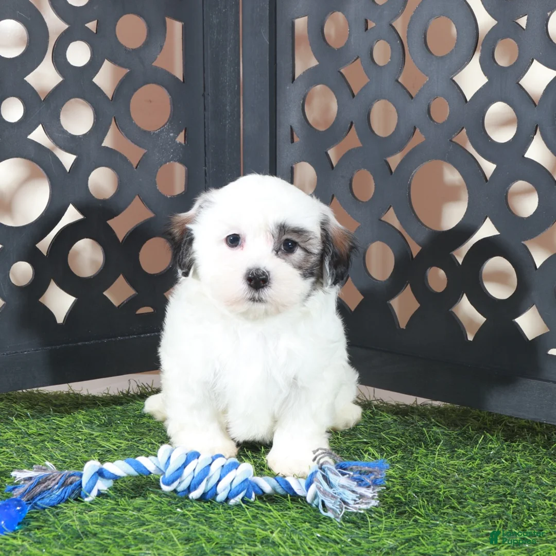 Teddy Bear dogs for sale: Captain Jack Daring Male Teddy Bear Puppy - Ad 5