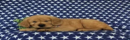 Golden Retriever dogs for sale: Roper - Ad 4