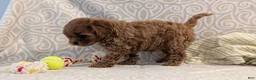 Cavapoo dogs for sale: Tyson - Ad 9