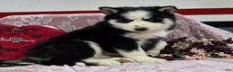 Siberian Husky dogs for sale: Kipton  - Ad 3