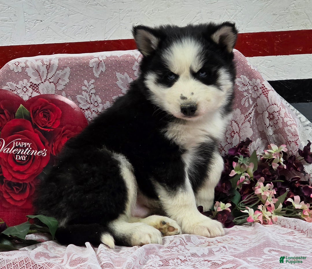 Siberian Husky dogs for sale: Kipton  - Ad 3