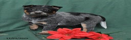 Australian Cattle Dog dogs for sale: Oscar - Ad 5