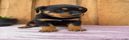 Rottweiler dogs for sale: Raven - Ad 1