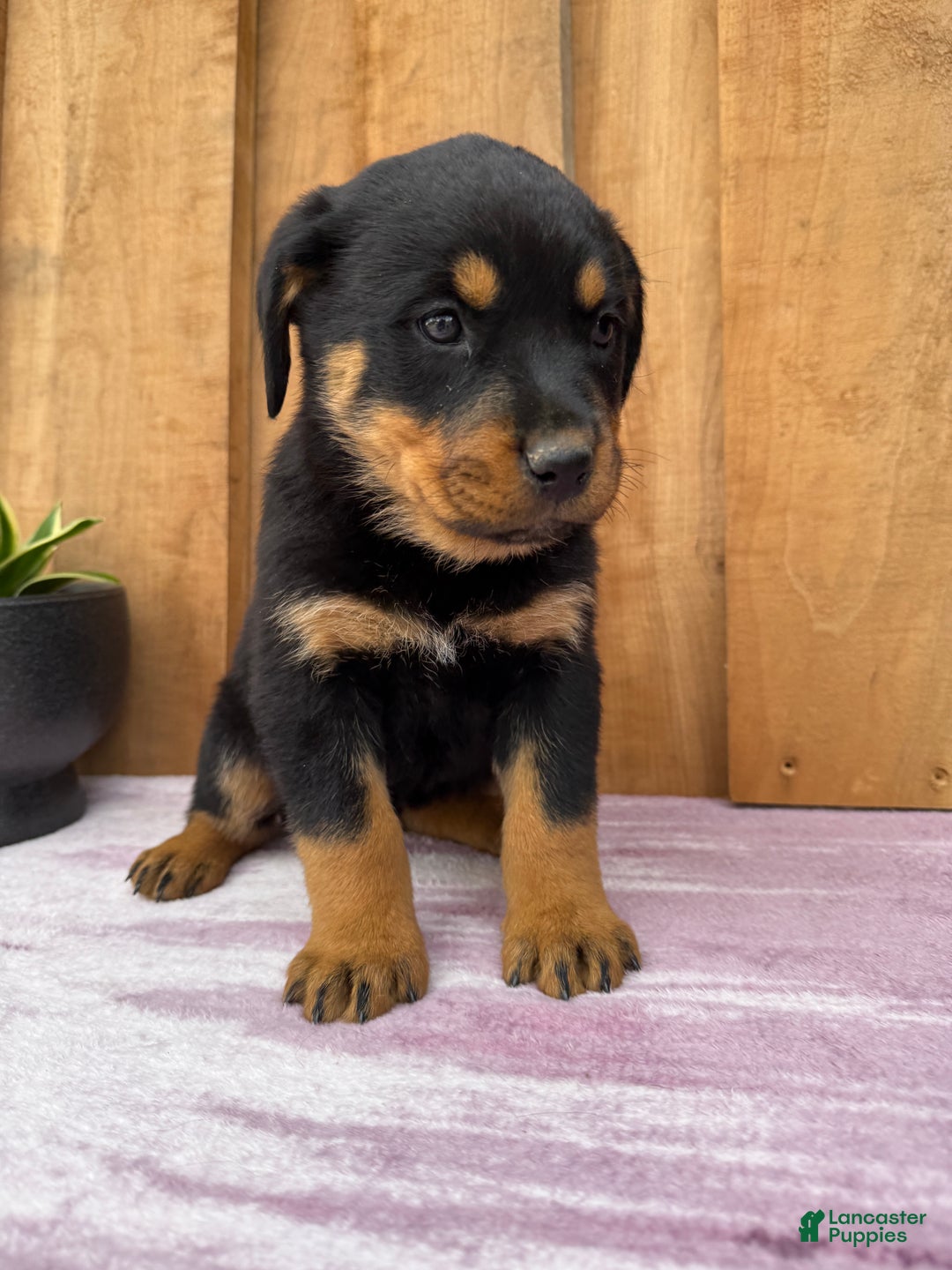 Rottweiler dogs for sale: Raven - Ad 1
