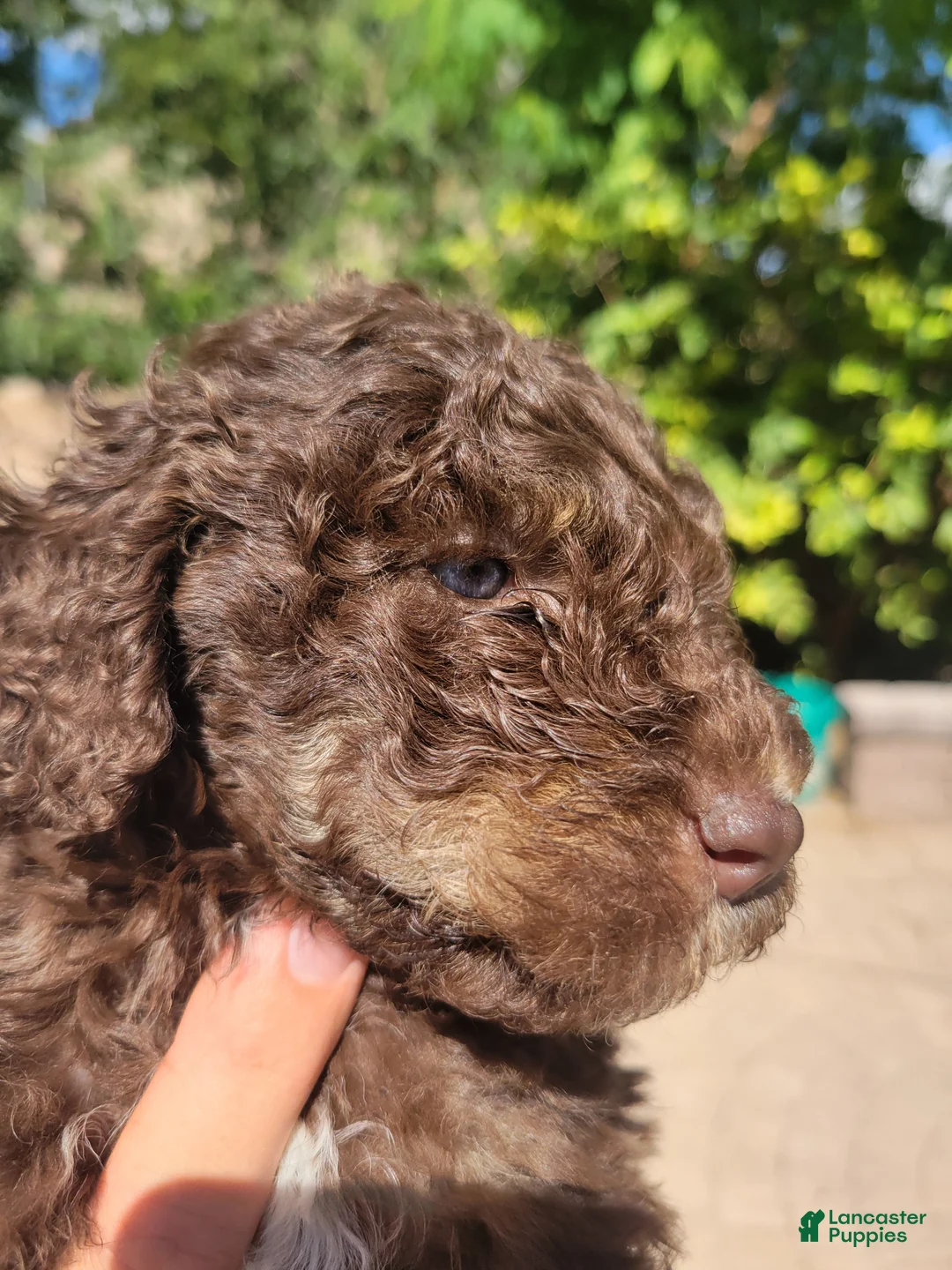 Aussiedoodle dogs for sale: Aussiedoodle Jaq - Ad 2