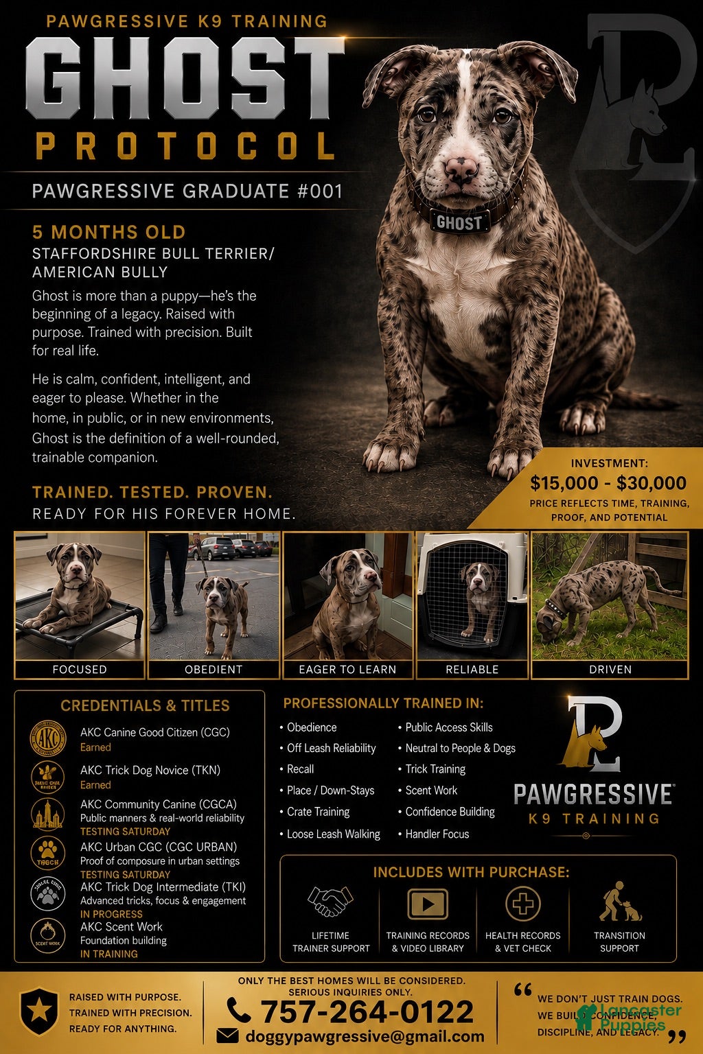 Mixed Breed dogs Ghost  - Ad 39