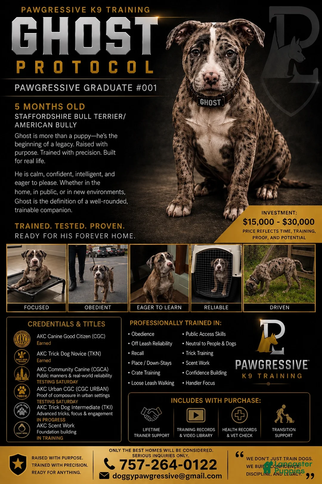 Mixed Breed dogs for sale: Ghost  - Ad 1