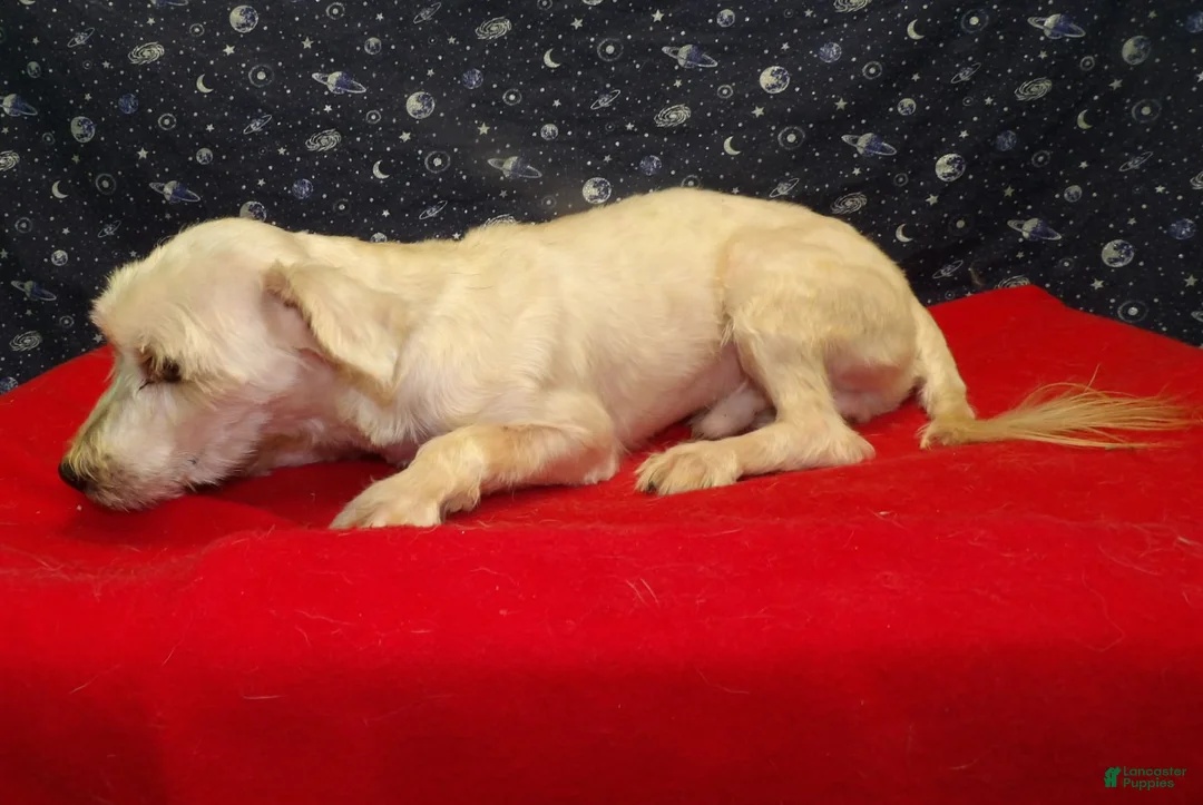 Morkie dogs for sale: Boobie - Ad 4