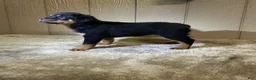 Rottweiler dogs for sale: Rottweiler 4 - Ad 15