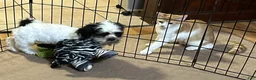 Shihpoo dogs for sale: Shihpoo 1 - Ad 5