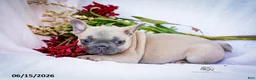 French Bulldog dogs for sale: Kingsley - Ad 4