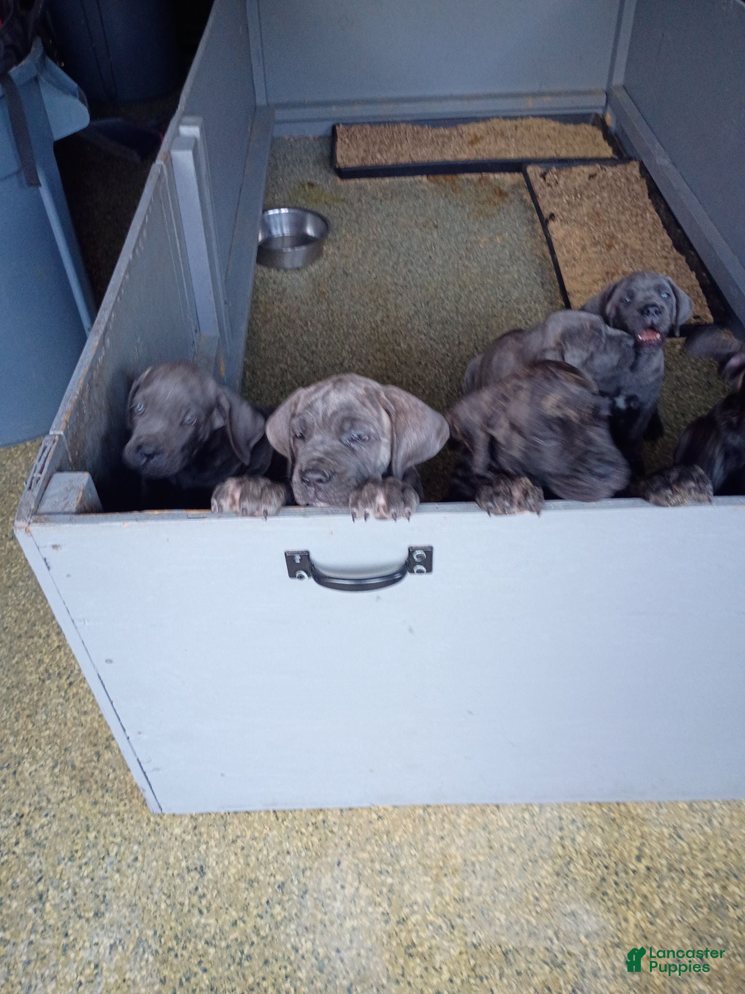 Cane Corso dogs for sale: Cane Corso 1 - Ad 2