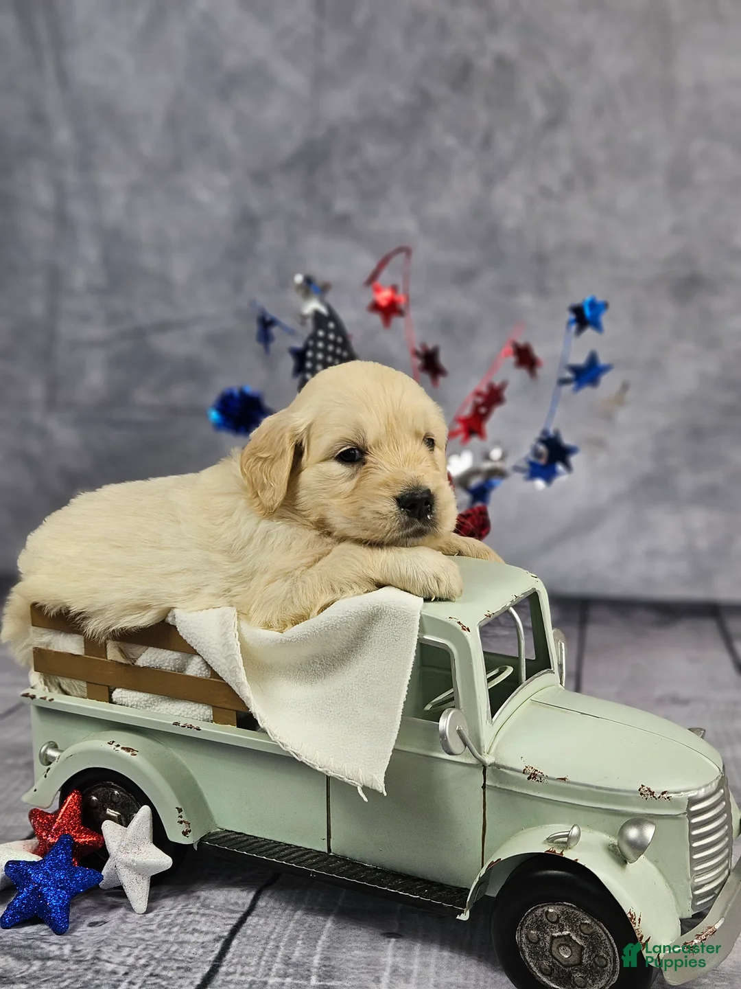 Golden Retriever dogs for sale: Liberty - Ad 1